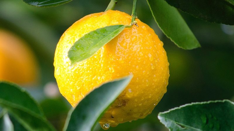 研发实力强的生物科技公司，到底强在哪