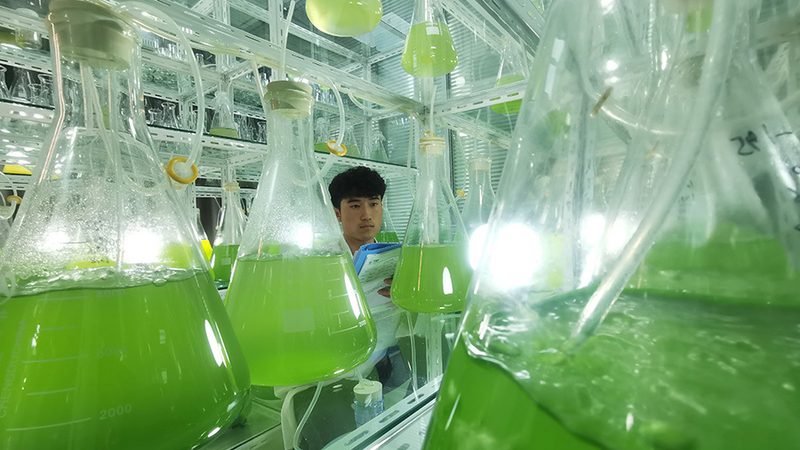 分子克隆试剂：揭秘十大品牌背后的技术秘密